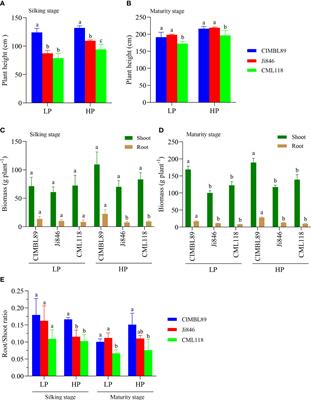 Phosphorus partitioning contribute to phosphorus use efficiency during grain filling in Zea mays